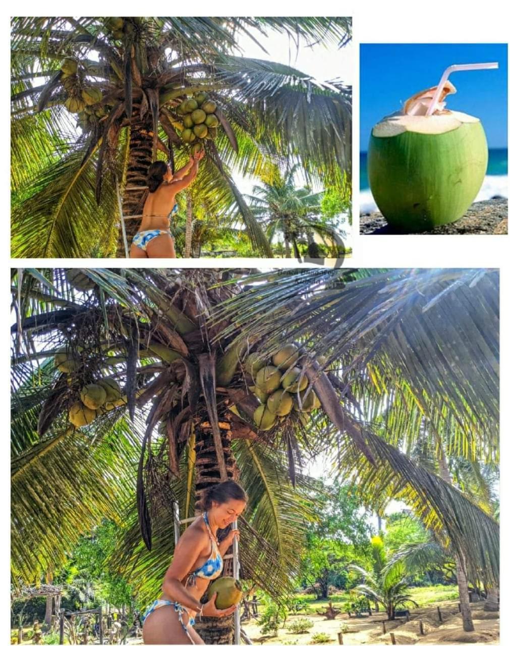 קירינדה Beach Bungalow Yala מראה חיצוני תמונה