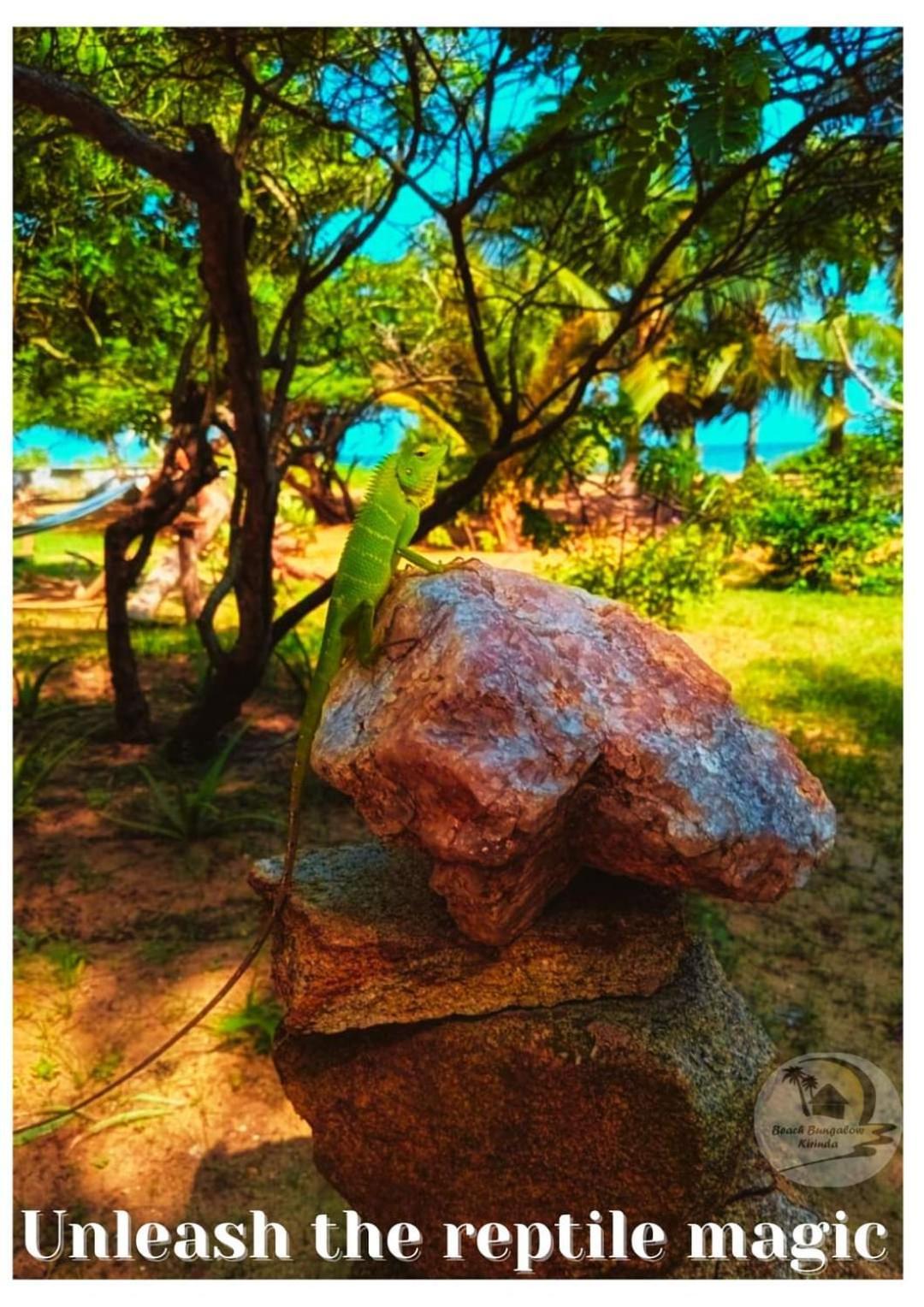 קירינדה Beach Bungalow Yala מראה חיצוני תמונה